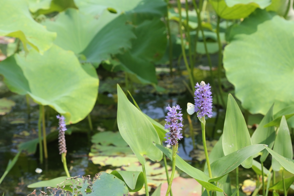 梭魚草-洑溪河公園