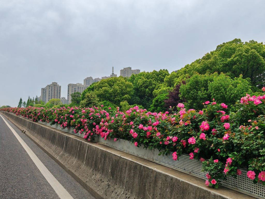 月季 - 東氿大道