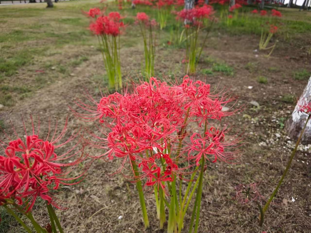 洑溪河公園-紅花石蒜